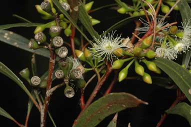 APII jpeg image of Eucalyptus viridis  © contact APII