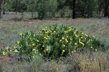 APII jpeg image of Opuntia stricta  © contact APII