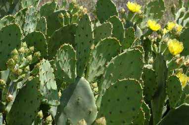 APII jpeg image of Opuntia stricta  © contact APII