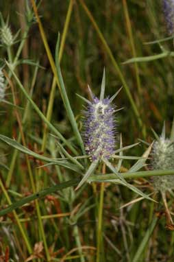 APII jpeg image of Eryngium paludosum  © contact APII