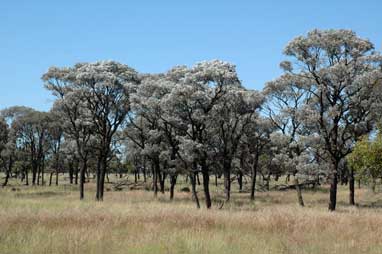 APII jpeg image of Acacia harpophylla  © contact APII