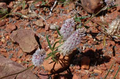 APII jpeg image of Ptilotus leucocoma  © contact APII