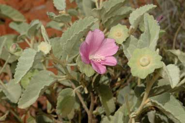 APII jpeg image of Hibiscus sturtii var. sturtii  © contact APII