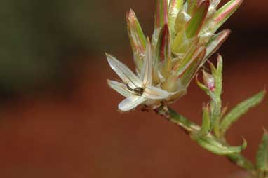 APII jpeg image of Ptilotus modestus  © contact APII