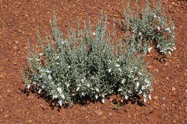 APII jpeg image of Teucrium racemosum  © contact APII