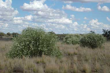 APII jpeg image of Eremophila polyclada  © contact APII