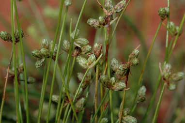 APII jpeg image of Isolepis australiensis  © contact APII