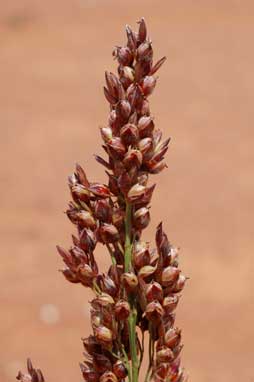 APII jpeg image of Sorghum bicolor  © contact APII