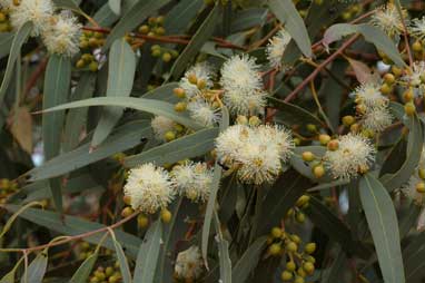 APII jpeg image of Eucalyptus camaldulensis  © contact APII