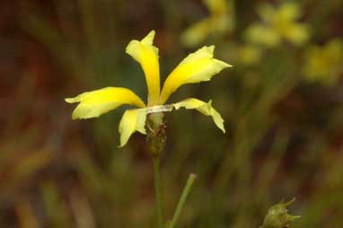 APII jpeg image of Goodenia fascicularis  © contact APII