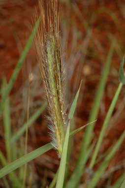 APII jpeg image of Dichanthium sericeum subsp. sericeum  © contact APII