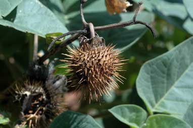 APII jpeg image of Datura inoxia  © contact APII