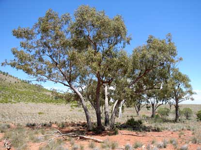 APII jpeg image of Corymbia tumescens  © contact APII