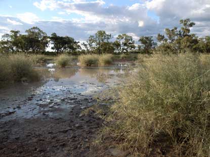 APII jpeg image of Eragrostis australasica  © contact APII