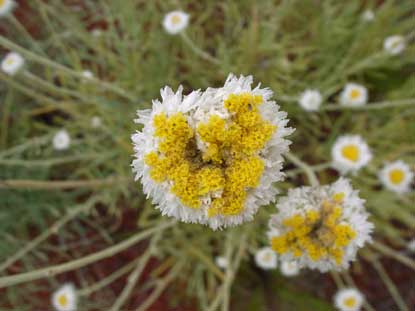 APII jpeg image of Polycalymma stuarti  © contact APII