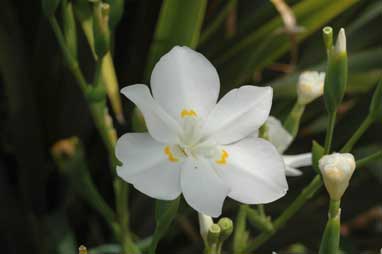 APII jpeg image of Dietes robinsoniana  © contact APII