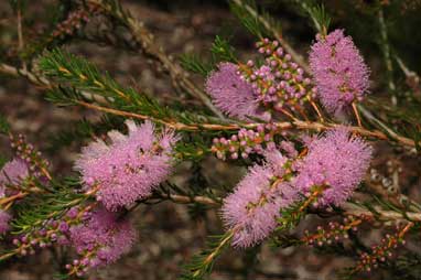 APII jpeg image of Melaleuca glaberrima  © contact APII