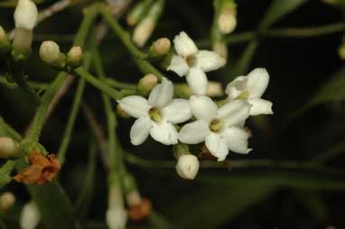 APII jpeg image of Jasminum didymum subsp. lineare  © contact APII