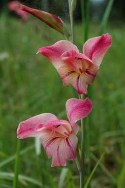 APII jpeg image of Gladiolus carneus  © contact APII