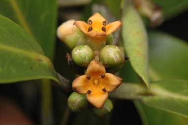 APII jpeg image of Avicennia marina subsp. eucalyptifolia  © contact APII