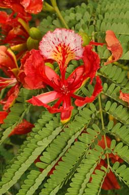 APII jpeg image of Delonix regia  © contact APII