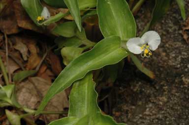 APII jpeg image of Commelina ensifolia  © contact APII