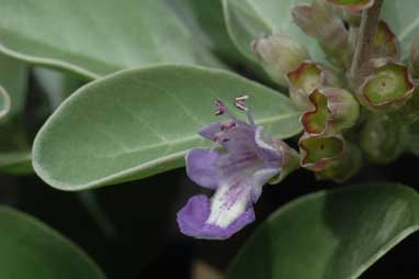 APII jpeg image of Vitex rotundifolia  © contact APII