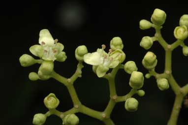 APII jpeg image of Premna serratifolia  © contact APII