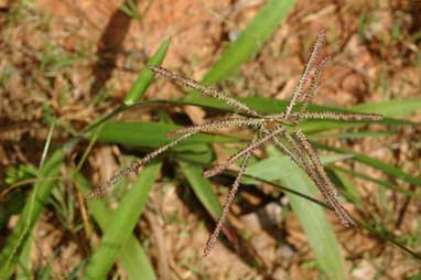 APII jpeg image of Paspalum paniculatum  © contact APII