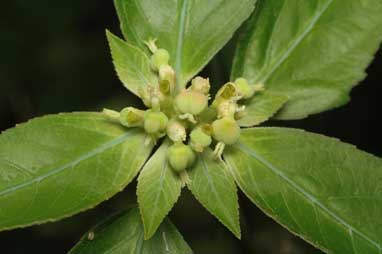 APII jpeg image of Euphorbia heterophylla  © contact APII