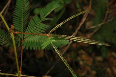 APII jpeg image of Mimosa pudica var. unijuga  © contact APII