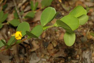 APII jpeg image of Chamaecrista rotundifolia var. rotundifolia  © contact APII