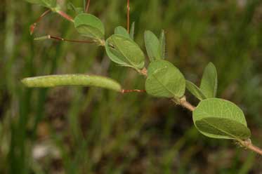 APII jpeg image of Chamaecrista rotundifolia var. rotundifolia  © contact APII