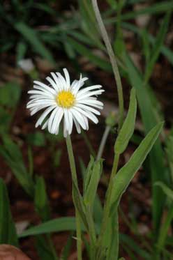 APII jpeg image of Camptacra gracilis f. gracilis  © contact APII