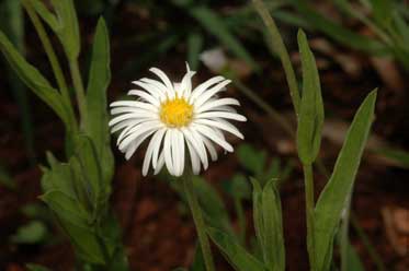 APII jpeg image of Camptacra gracilis f. gracilis  © contact APII