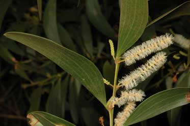 APII jpeg image of Acacia calyculata  © contact APII