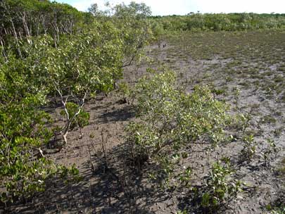 APII jpeg image of Avicennia marina subsp. eucalyptifolia  © contact APII