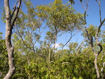 APII jpeg image of Avicennia marina subsp. eucalyptifolia  © contact APII