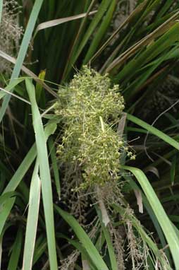 APII jpeg image of Lomandra hystrix  © contact APII