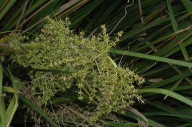 APII jpeg image of Lomandra hystrix  © contact APII