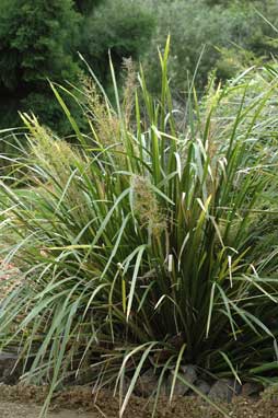 APII jpeg image of Lomandra hystrix  © contact APII