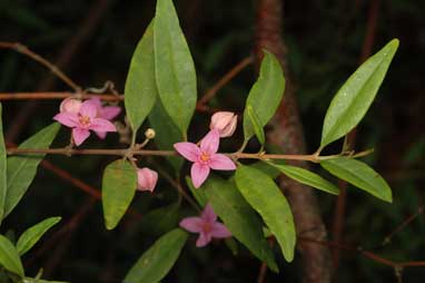 APII jpeg image of Boronia keysii  © contact APII