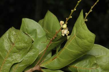 APII jpeg image of Cupaniopsis wadsworthii  © contact APII