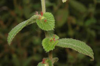 APII jpeg image of Acalypha nemorum  © contact APII