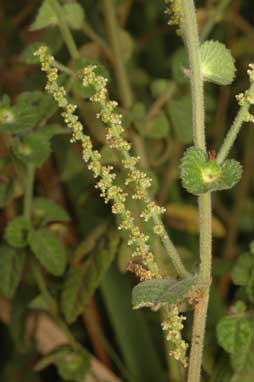 APII jpeg image of Acalypha nemorum  © contact APII