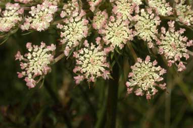 APII jpeg image of Daucus carota  © contact APII