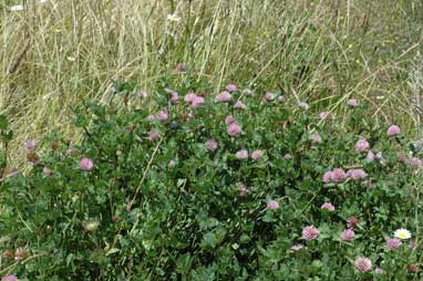 APII jpeg image of Trifolium pratense  © contact APII