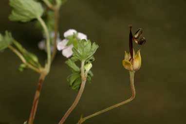 APII jpeg image of Geranium potentilloides var. abditum  © contact APII