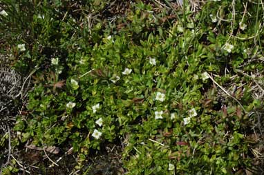 APII jpeg image of Mitrasacme serpyllifolia  © contact APII