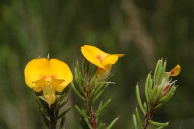 APII jpeg image of Pultenaea fasciculata  © contact APII